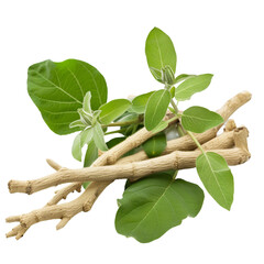 Ashwagandha, transparent background, isolated image, generative AI