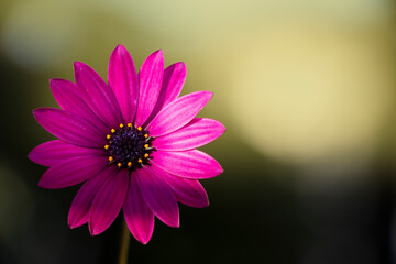 A cape marguerite with purple colours isolated on green background. Daisy flower. Dimorphotheca ecklonis.