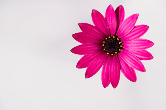 A cape marguerite with purple colours isolated on white. Daisy flower. Dimorphotheca ecklonis.