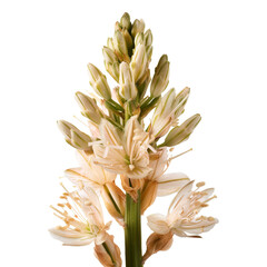 Obraz premium Asphodelus Asphodel, transparent background, isolated image, generative AI
