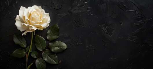 White Rose on Textured Black Background Copy Space