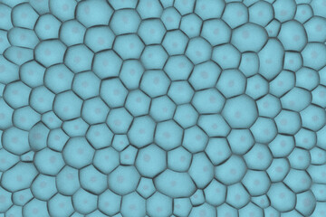 複数の細胞のイメージ-ノイズ多め