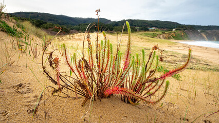 Sea Spurge (Euphorbia paralias) isolated in the sand of a beach with blurred background