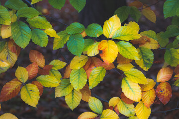 Colorful autumn leaves in the forest in Bieszczady, Polish part of the Carpathians, beautiful colors, Polish golden autumn