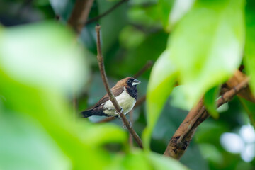 Javan munia (Lonchura leucogastroides) in the branch, animal closeup