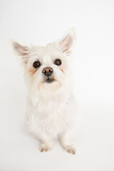 Kleiner weißer Hund