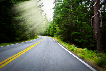 Enchanting Forest Journey: Curvy Forest Road Amidst Trees in 4K Ultra HD