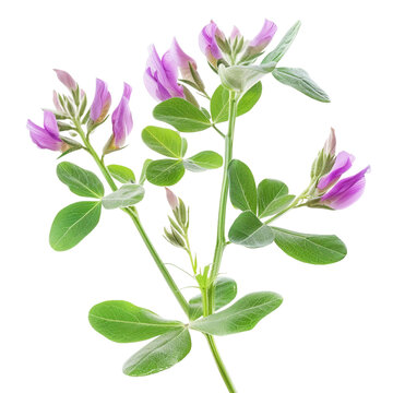 Astragalus, transparent background, isolated image, generative AI