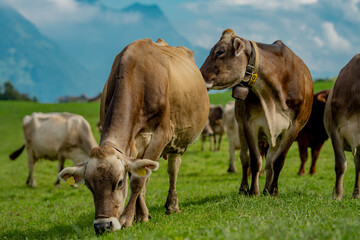 Jersey Cow grazes in alpine meadows. Cows at sunset. Cow on a green grass meadow. Cows gazing on green field. Countryside farm with cows at meadow. Cow in grassy field at farm. Grazing cows in meadow.