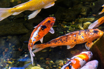 Obraz na płótnie Canvas Serenity in Motion: Colorful Koi Fish Swimming in a Pond in 4K Ultra HD