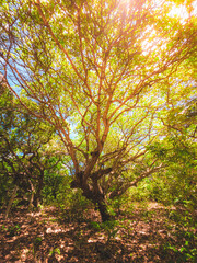 The Tree of Life at Praia da Pipa - Rio Grande do Norte, Brazil