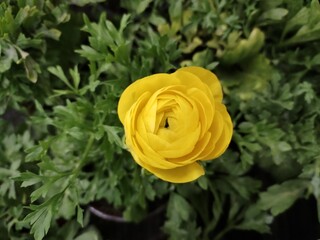A yellow flower in a pot