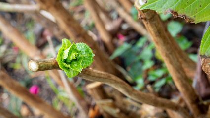 selective focus of hydrangea buds with blurred background - spring buds and spring time concept