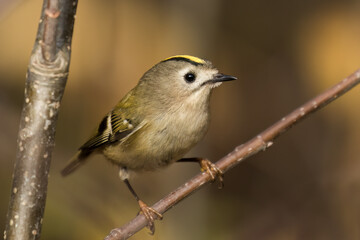 Goldcrest bird sitting on a twig, Regulus regulus, bird with a yellow stripe on its head, smallest...