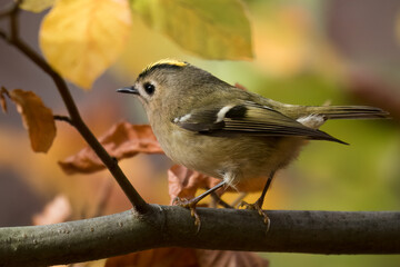 Goldcrest bird sitting on a twig, Regulus regulus, bird with a yellow stripe on its head, smallest bird in Europe, tiny, fast and agile bird with a yellow crest