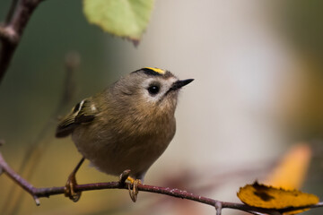 Goldcrest bird sitting on a twig, Regulus regulus, bird with a yellow stripe on its head, smallest...