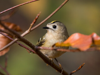 Goldcrest bird sitting on a twig, Regulus regulus, bird with a yellow stripe on its head, smallest bird in Europe, tiny, fast and agile bird with a yellow crest