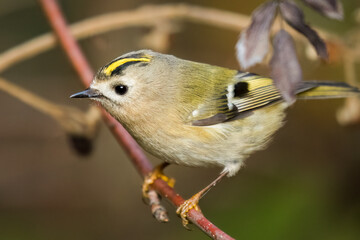 Goldcrest bird sitting on a twig, Regulus regulus, bird with a yellow stripe on its head, smallest...