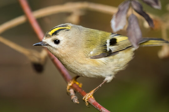 Goldcrest bird sitting on a twig, Regulus regulus, bird with a yellow stripe on its head, smallest bird in Europe, tiny, fast and agile bird with a yellow crest