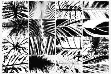 Set of various vector traces of rainforest plants, leaf pattern ferns. Texture of different tropical species plants set. Black and white tropical flora. Exotic plant trace texture.