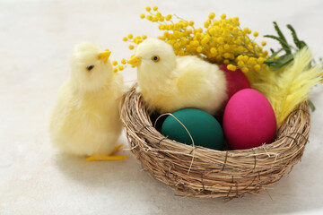 Nest with Easter eggs, chickens and mimosa on white background