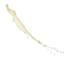 Tofu Soybean soymilk pour fall down in line shape form. Soybean milk from tofu spill splash in droplet as paint color. White background isolated high speed shutter freeze motion