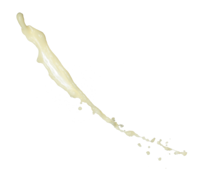 Tofu Soybean soymilk pour fall down in line shape form. Soybean milk from tofu spill splash in droplet as paint color. White background isolated high speed shutter freeze motion