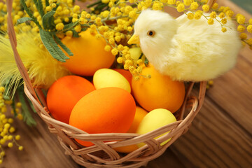 Easter eggs in basket, chick and mimosa on wooden brown table