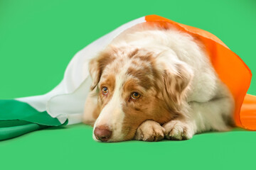 Australian Shepherd dog with Irish flag lying on green background, closeup. St. Patrick's Day celebration