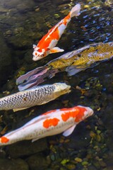 Serenity in Motion: Colorful Koi Fish Swimming in a Pond in 4K Ultra HD