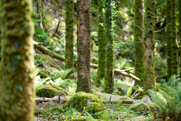 Dense humid forest near Torc Waterfall, one of most popular tourist attractions in Ireland, located...