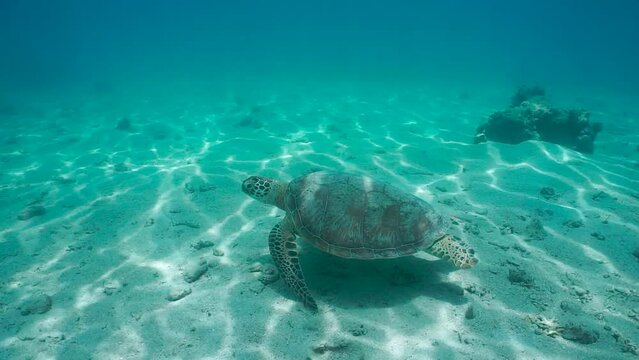 A green sea turtle underwater swims above a sandy seabed in the Pacific ocean, natural scene, New Caledonia, Oceania, 59.94fps