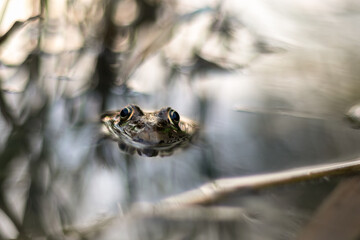 Frog in water near lake shore at sunset. Looking at camera. Selective focus. Frog with head over water surface