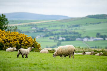 Fototapeta premium Sheep marked with colorful dye grazing in green pastures. Adult sheep and baby lambs feeding in green meadows of Ireland.