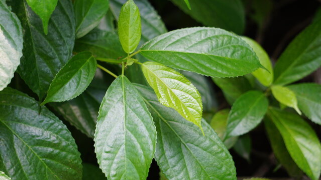 Strobilanthes crispus (keji beling, picah beling, Kecibeling, Hemigraphis crispa, Ruellia crispa, Sericocalyx crispus). The leaves are used traditionally for treatment of cancer and diabetes