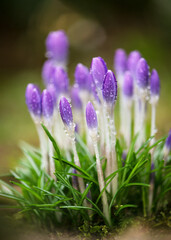 Amazing purple crocus wildflowers in morning light with bokeh bubbles and sunlight. Shallow depth...