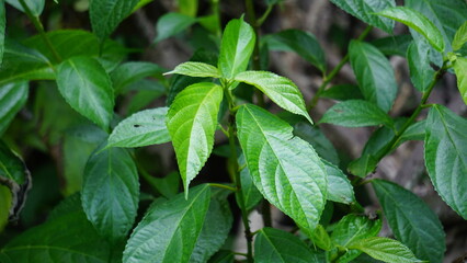 Strobilanthes crispus (keji beling, picah beling, Kecibeling, Hemigraphis crispa, Ruellia crispa,...