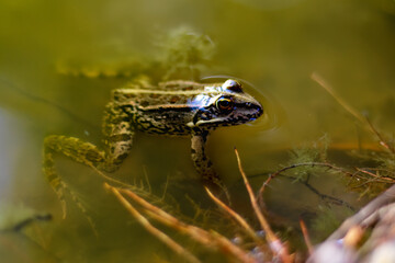 Frog swam to shore of lake. Frog with head over water surface