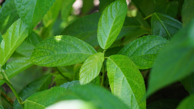 Strobilanthes crispus (keji beling, picah beling, Kecibeling, Hemigraphis crispa, Ruellia crispa, Sericocalyx crispus). The leaves are used traditionally for treatment of cancer and diabetes