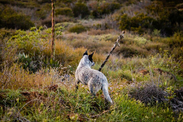 Alert and watchful speckled dog in a natural bush setting during twilight, displaying an attentive...