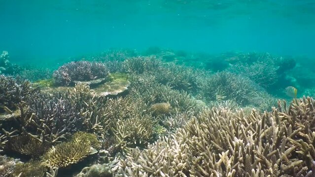 Underwater moving over a healthy shallow coral reef in the south Pacific ocean, natural scene, New Caledonia, Oceania, 59.94fps