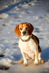 beagle in the snow