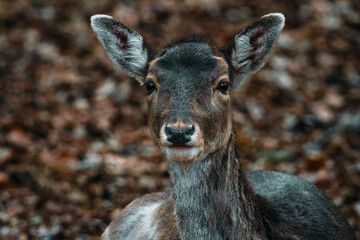 deer in the woods in Autumn