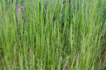 In the meadow among grasses grows ryegrass (Arrhenatherum elatius).