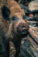 wild boar in mud, forest, germany
