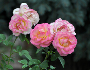 Fototapeta premium Roses bloom in the garden.