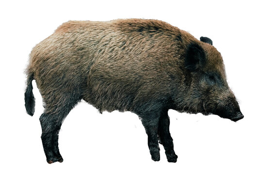 Wild boar on transparent background, sticker, png