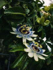 Flower in the garden