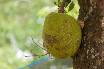 Close up of growing jackfruits hanging on the tree with dirty skin
