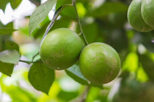 Close up of Key lime or Mexican lime fruit hanging on the tree